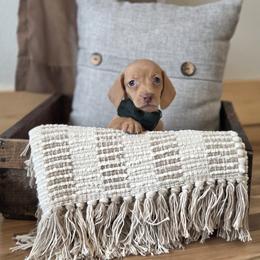 AKC Meet Gil :) - Red male Dachshund puppy in Centerville, Iowa from Barnyard Dachshunds, Dals & Doodles