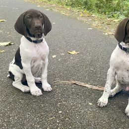 German Shorthaired Pointer Puppies from Wooldridge Kennels