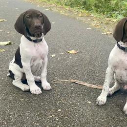 German Shorthaired Pointer Puppies from Wooldridge Kennels