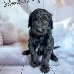 Dynamic - Black male Goldendoodle puppy in Grove, Oklahoma from Guinn Family Farms