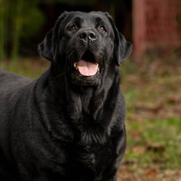 Labrador Retrievers from Queen City Labradors