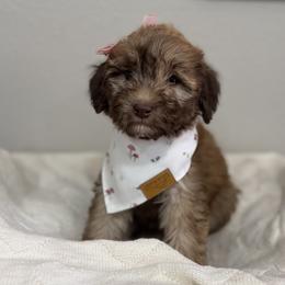 Muffin-Rose - Phantom female Bernedoodle puppy in Oak Hills, California from High Desert Doodles