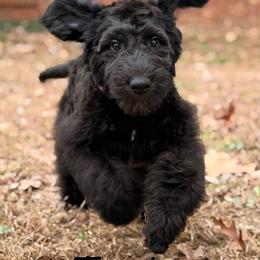 Tundra - Black female Sheepadoodle puppy in Clemson, South Carolina from Love Tallulah Sheepadoodles LLC