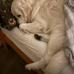 Golden Retriever All Grown Up from Jumbo’s Goldens