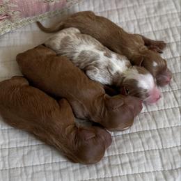 4th pick female - Red female Cavapoo puppy in Beckley, West Virginia from By Design Doodles