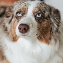 Aussiedoodles from Pawesome Pups Mini Aussie-Doodles
