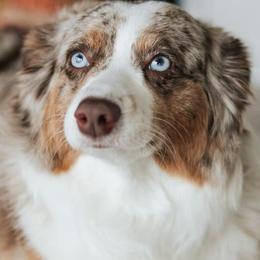 Aussiedoodles from Pawesome Pups Mini Aussie-Doodles