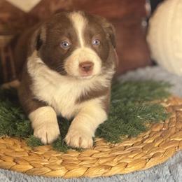 Peach - Red & white female Miniature Australian Shepherd puppy in California from Eagle River Aussies