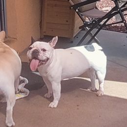 Iris - French Bulldog