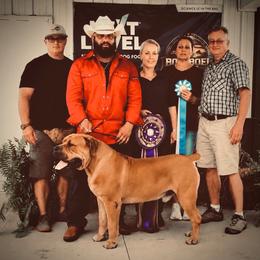 COLDRIVER MR. WEDNESDAY - Boerboel