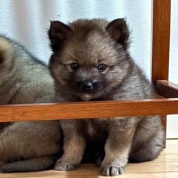 Fluffy - Wolf sable male Pomsky puppy in Doon, Iowa from Luxury Pomsky
