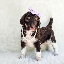 Denali - Parti female Poodle puppy in Gaylord, Michigan from Dog Mom Co. Poodles