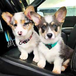 Pembroke Welsh Corgi Puppies from Nunas Corgis