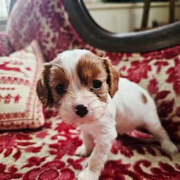 Merry - Blenheim female Cavalier King Charles Spaniel puppy in Watsontown, Pennsylvania from Huntsman Cavaliers