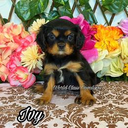 Ivy - Black and tan female Cavalier King Charles Spaniel puppy in Hollywood, Florida from World Class Cavaliers