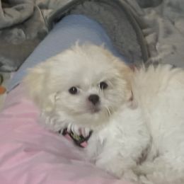 Shih Tzu Puppies from Prescious Shih Tzu’s