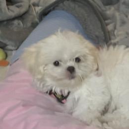 Shih Tzu Puppies from Prescious Shih Tzu’s