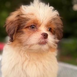 Kingston - Liver and white male Shih Tzu puppy in Chattanooga, Tennessee from Joy-Fur Puppies