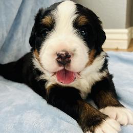 Bernese Mountain Dog Puppies from Copper Star Bernese Mountain Dogs