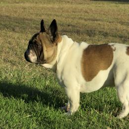 Mushu - French Bulldog