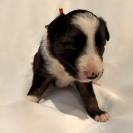 Isla - Black and white female Border Collie puppy in Paris, Texas from Broadmoor Farm