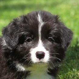 Kentucky - Black and white male Border Collie puppy in Olney, Illinois from Heronwood Border Collies