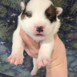 Harvest - Red mottled male Australian Cattle Dog puppy in Mena, Arkansas from Red Desert Australian Cattle Dogs
