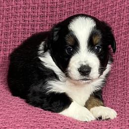 Star  Black Tri Mini Aussie - Black tri male Miniature Australian Shepherd puppy in Taunton, Massachusetts from Checkered Flag Champions Mini Aussies