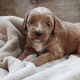 Mocha - Apricot female Goldendoodle puppy in Atlanta, Georgia from Cedarcrest Goldendoodles