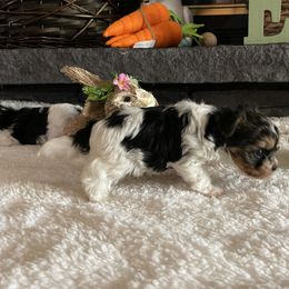 Biewer Terrier Puppies from Southern Star Biewers