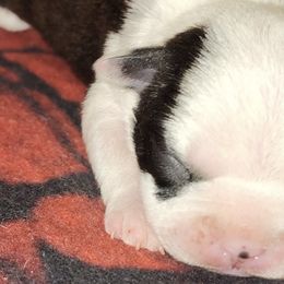 Boston Terriers, Dachshunds, and Pugs from Mauzey's Bostons