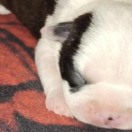 Boston Terriers, Dachshunds, and Pugs from Mauzey's Bostons