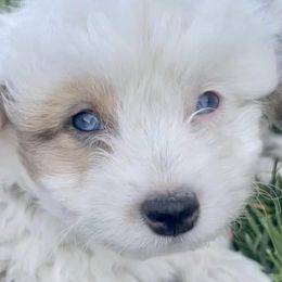 Aussiedoodles from Mini Ausiedoodle Love