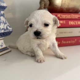 Winnie - White female Maltipoo puppy in Wendell, North Carolina from Teddys Teddy Bears