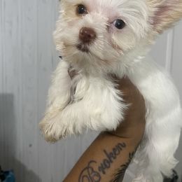 Girl 2 - Gold Yorkshire Terrier puppy in Catawba, North Carolina from Gamora’s Galactic Paw Pals