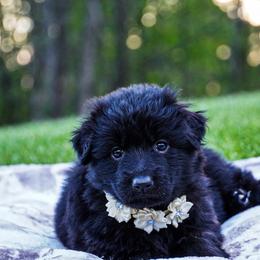 Cream Collar - Black female German Shepherd puppy in Howell, Michigan from Sheyenne Buentello's German Shepherds
