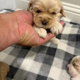Kinsley - Buff female Cockapoo puppy in Paradise, Texas from 4W’s F2 Cockapoos