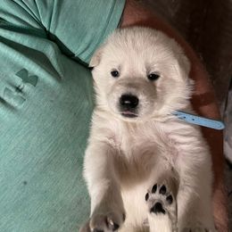 Sleepy - White male German Shepherd puppy in Yuba City, California from Barton’s German Shepherds