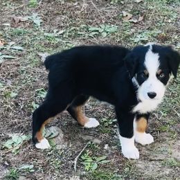 Autumn - Black tri-color female Australian Shepherd puppy in Mckenzie, Tennessee from Whispering Iris Aussies
