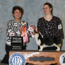 Pembroke Welsh Corgi Puppies from Rain City Corgis