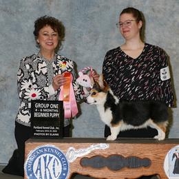 Pembroke Welsh Corgi Puppies from Rain City Corgis