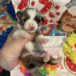 Romano - Blue merle male Miniature American Shepherd puppy in Garysburg, North Carolina from Schaefer's Miniature American Shepherds