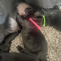 Golden Retriever and Labrador Retriever Puppies from The Golden Leash Kennels