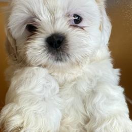 Boxer and Shih Tzu Puppies from L&L Euro Boxers and Small Town Shih Tzus