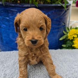 Gemini - Apricot female Goldendoodle puppy in Syracuse, Utah from Just Doodling Dogs