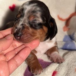 Jade - Dapple female Dachshund puppy in Los Angeles, California from Dachshunds of the Desert