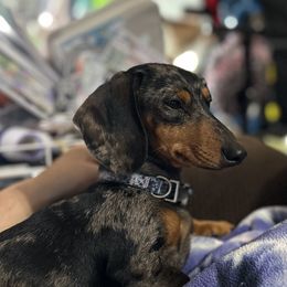 Lucy - Dachshund