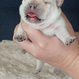 French Bulldog Puppies from Diamond Dreams French Bulldogs
