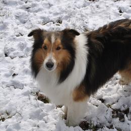 Moose - Shetland Sheepdog
