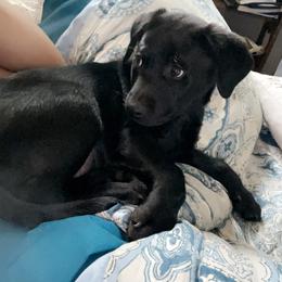 Labrador Retriever Puppies from No Boundaries Kennels